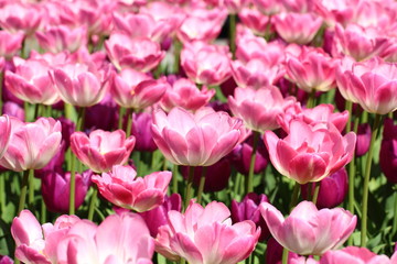 Obraz premium flowers