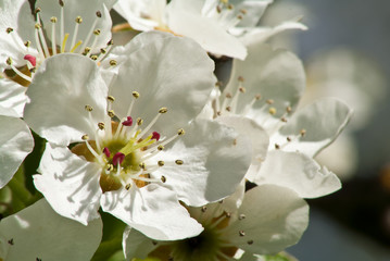 Birnbaumblüten