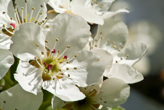 Birnbaumbl&uuml;ten