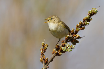 A Common Chiffchaff (Philloscopus collybita)
