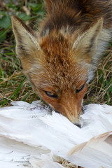 Red fox with a catch