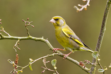 Greenfinch on a branch