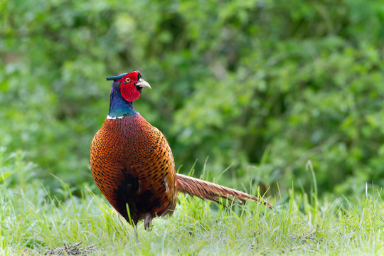 Pheasant  In Green Gras