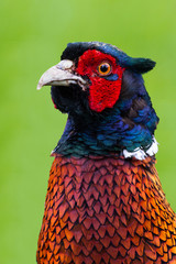 Pheasant portrait in green gras