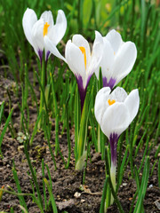 Crocus flowers in spring