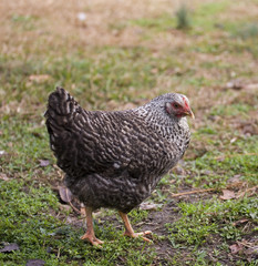 Checkerboard hen