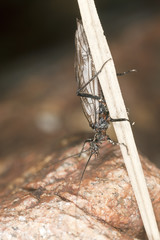 Newly hatched stonefly, macro photo