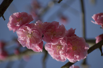 Sakura, cherry blossoms, Japan