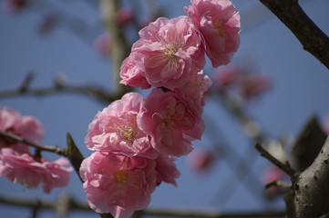 Sakura, cherry blossoms, Japan