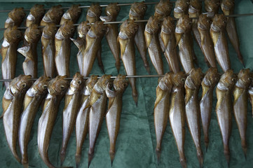 Fish, seafood market, Japan