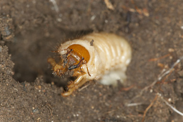 Chafer beetle larva, Scarabaeidae in ground, macro photo