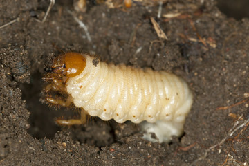 Chafer beetle larva, Scarabaeidae in ground, macro photo