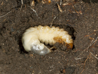 Chafer beetle larva, Scarabaeidae in ground, macro photo