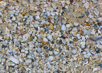 Sea shell on beach