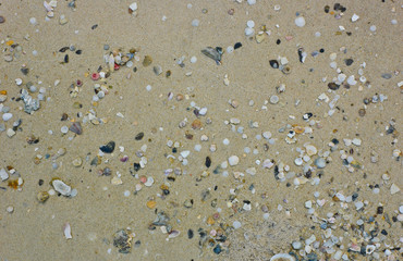 Sea shell on beach