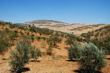 Olive groves in mountains, Andalusia © Arena Photo UK