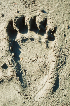 Grizzly bear track in soft mud.