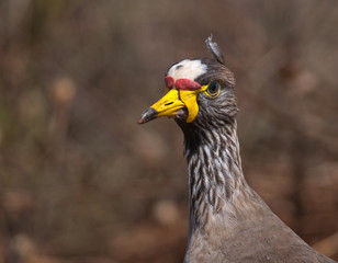 Portrait of Wattled Lapwing