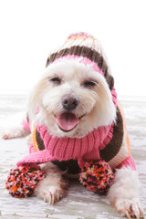 Happy Dog in warm woollen sweater and scarf