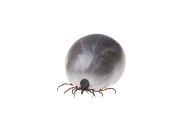 Ixodes