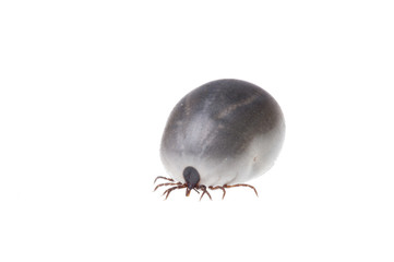 Ixodes