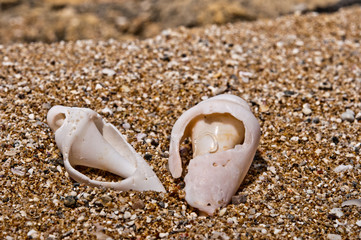 Two broken seashells on the sand