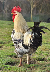 coq en extérieur