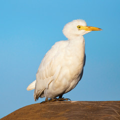 Startled Egret