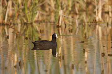 common coot