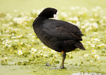 common coot