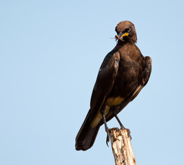 Pied starling intimidation