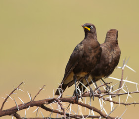 Post argument Pied Starlings