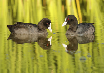 common coot