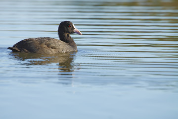common coot