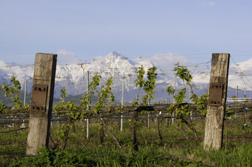 Gran Sasso tra i vigneti