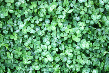 Clovers
