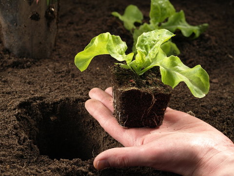 Hand planting a seedling, closeup