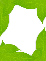 Green leaves background vector