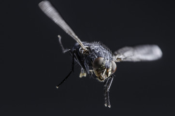 Bluebottle in flight