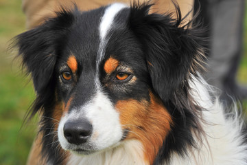 Australian Shepherd