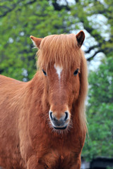 Fototapeta premium Islandpferd