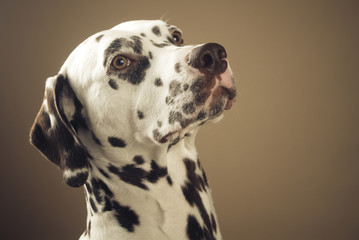 Dalmatiner, braun-weiß, Kopfportrait