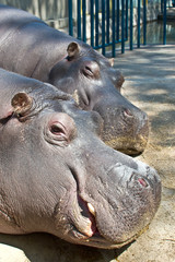 Pictures of the heads of the two sleeping hippos