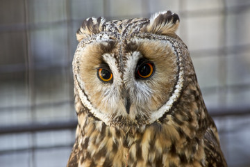 Portrait of an owl in the zoo