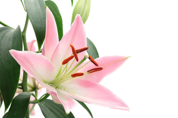 Pink lily isolated on white background