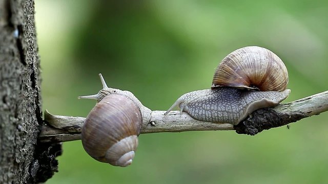 Snails-Helix pomatia