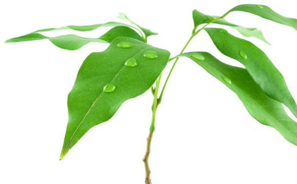 jeune arbre, letchi