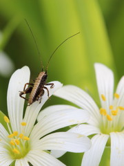 small grasshopper on flower of Addersmeat (Stellaria holostea)