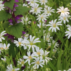 spring flowers