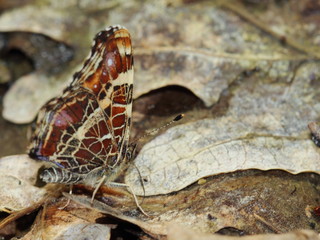 butterfly on fallen oaks leaves